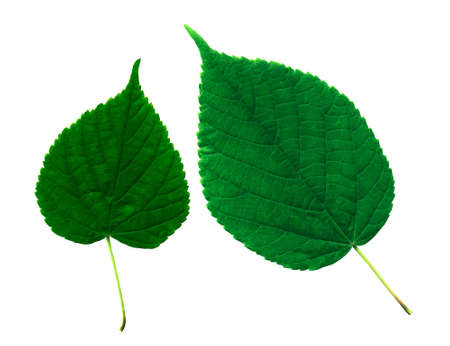 Green leaves on the isolated white backgroundの写真素材