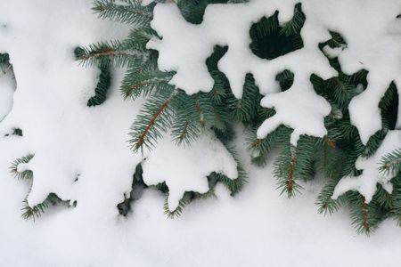 Detail of pine tree branch covered with snow/frost in cold tonesの写真素材
