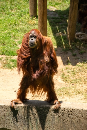 Orangutan standind and watching for food