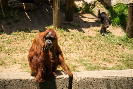 Orangutan relaxing and watching for food