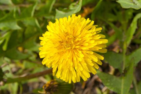 dandelion flower, blossomed flowers in the grass, spring in Prague. Spring sprouts. Rest in the park. yellow flowers and green grass.の写真素材