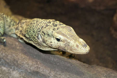 animals lizards reptilesの写真素材