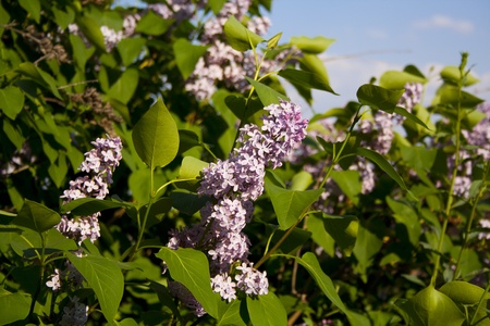 flowers in Prague on a sunny dayの写真素材