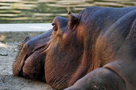 Close-up of the head of lying hippopotamusの写真素材