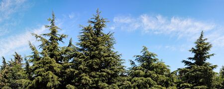 Treetops of fir-trees on cloudy sky background on bright summer dayの写真素材