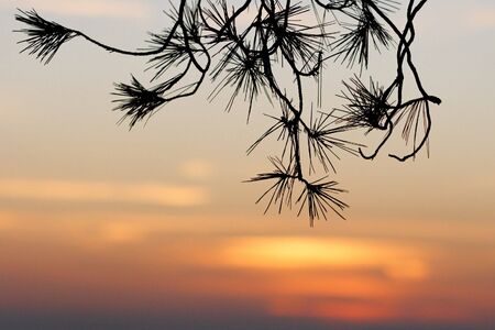 Pinetree branches silhouette on sunset background の写真素材