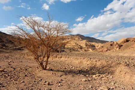 Desert landscape with dry acacia trees near Eilat, Israelの写真素材