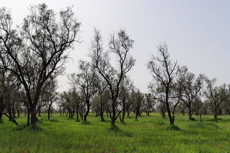 Row of bare trees in the spring among green grass and red flowers