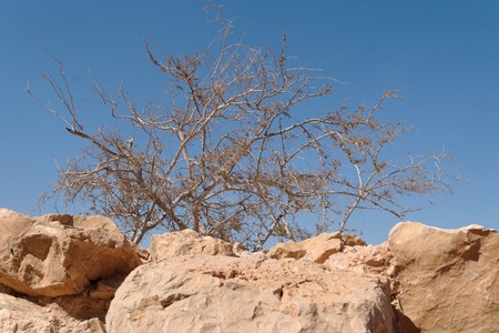 Dry acacia tree in the desert on sky background