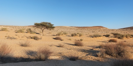 Acacia tree in the desert at sunsetの写真素材