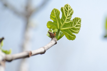 Small green leaf of Platanus acerifolia  plane tree  on blue sky background in spring