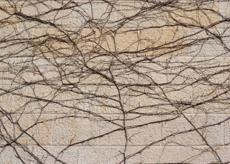Dry brown vine on beige stone wall texture