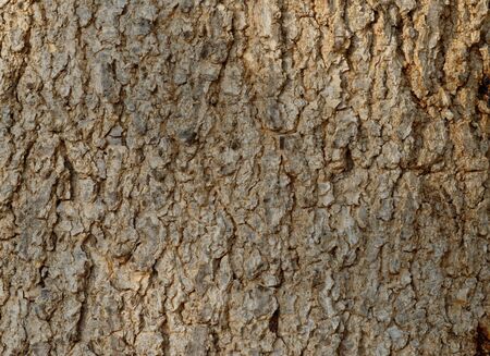 Tree bark texture