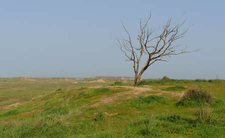 Dry tree at the edge of grassy hill in springの写真素材
