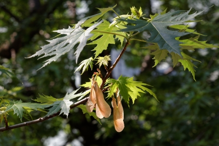 Spring branch of a maple tree with several samaras hanging downの写真素材