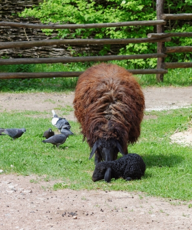Brown sheep with a black lamb in a farmyardの写真素材