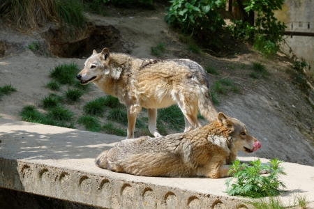 Two gray wolves 