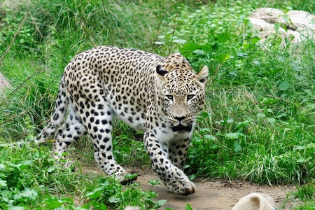 Snow leopard in zoo in summerの写真素材