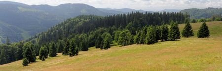 Picturesque spruce grove on slope of Feldberg mountain in Schwarzwald, Germanyの写真素材