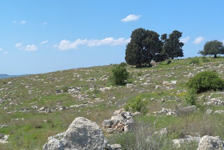 Small group of trees of the hillの写真素材