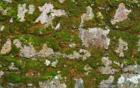Texture of gray stone wall covered with lichen and mossの写真素材