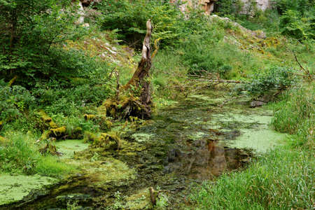 Duckweed covered stream in Wutach Gorge, Germanyの写真素材
