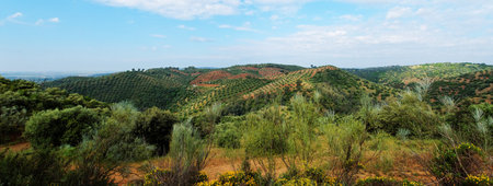 Picturesque Mediterranean landscape with hills covered with olive trees near La Brena reservoir in Spainの写真素材