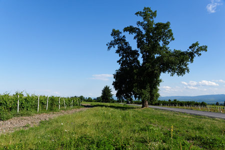 Rural landscape with tree in the vineyard in Kakheti, Georgiaの写真素材