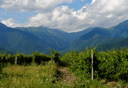 Vineyard rows on mountainous background in Kakheti, Georgiaの写真素材