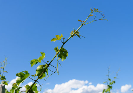Vine shoot on bright blue sky backgroundの写真素材