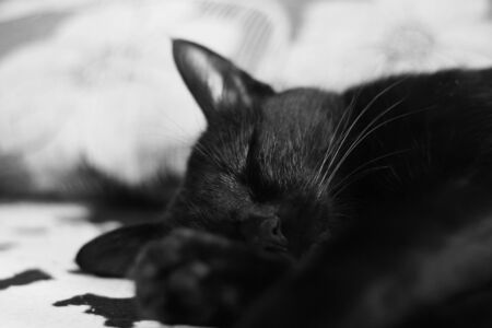 Black and white photo. Close-up of the face of a black cat sleeping on a sofa.の写真素材