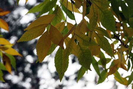 late autumnの写真素材