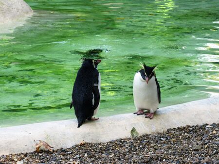 Cute penguinsの写真素材