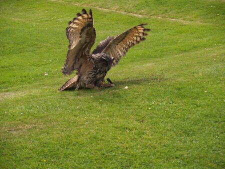 Eagle Owlの写真素材