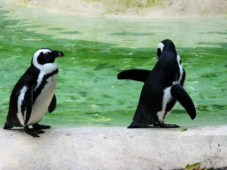 Penguin wavingの写真素材