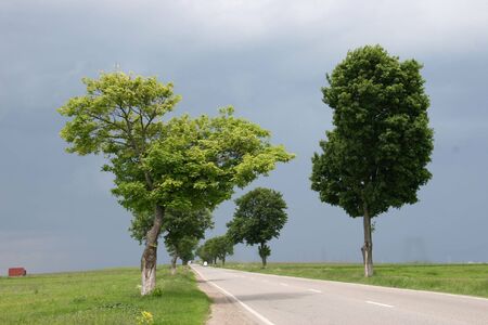 Road with treesの写真素材