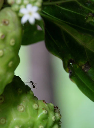 ant and tropical plant Noni or Indian Mulberry (Morinda. Citrifolia Linn)の写真素材