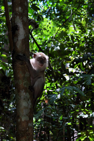 short tailed macaque on the tree
