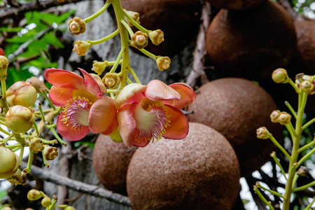 Couroupita guianensis - Cannonball tree flowersの写真素材
