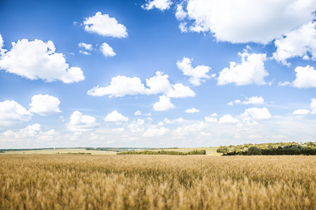 Field of wheat