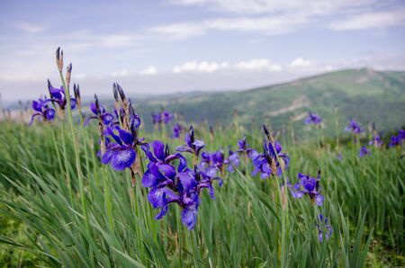 many wild blue flowers de luce in beautiful mountains on the backgroundの写真素材