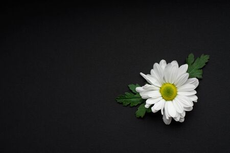 A white beautiful flower with two green leaves on the black background.