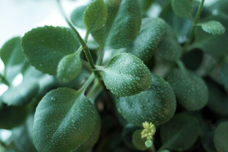 Beautiful wide green leaves of houseplant with little drops.