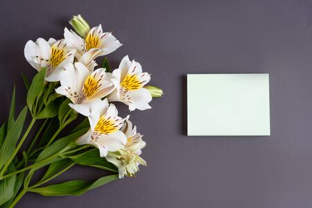 Beautiful alstroemeria flowers on the grey colored background. Card for text.の写真素材