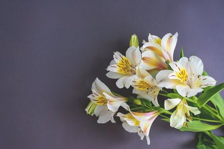 Beautiful alstroemeria flowers on the grey colored background. Space for text.の写真素材