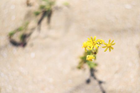 A beautiful sunny yellow flower on the blurred sand background.の写真素材