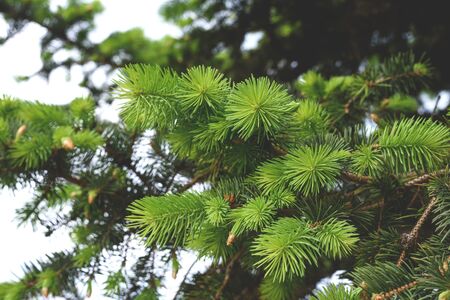 A beautiful fresh twig of the fir tree. Background for your projects.