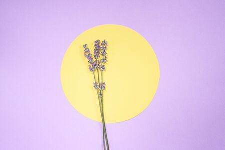 Flat lay composition with lavender laying on the yellow circle on the purple background. Beautiful background for your projects. Copy Space.の写真素材