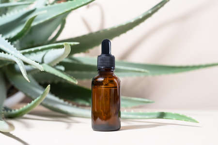 Glass dropper bottle with a pippette with black rubber tip on many green natural aloe leaves background. Nature Skin concept. Organic Spa Cosmetics. Trendy concept.の写真素材