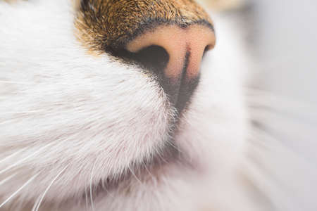Close up cats nose of three colred kitten.